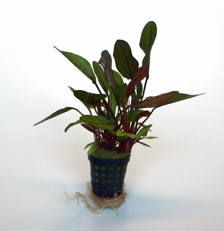 Altlandsberg Schwertpflanze / Echinodorus 'Altlandsberg' 3 Altlandsberg Schwertpflanze / Echinodorus 'Altlandsberg'