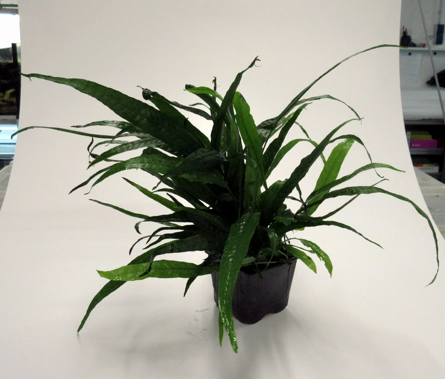 MUTTERPFLANZE Schmalblättriges Javafarn / Microsorum Pteropus Narrow 3 MUTTERPFLANZE Schmalblättriges Javafarn / Microsorum Pteropus Narrow