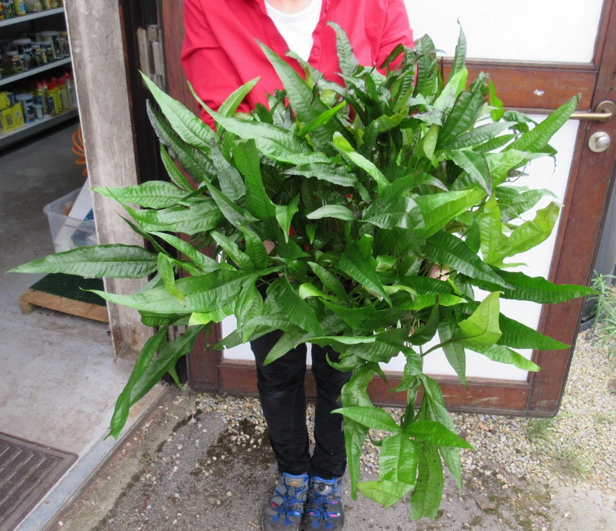 Super Große, Buschige MUTTERPFLANZE Javafarn / Microsorum Pteropus 3 Super Große, Buschige MUTTERPFLANZE Javafarn / Microsorum Pteropus