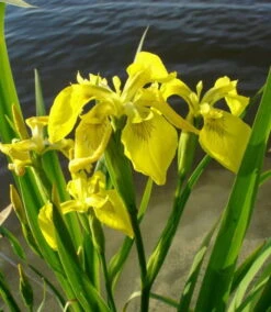 Wasserschwertlilie Oder Sumpfiris / Iris Pseudacorus Im 9x9 Cm Topf 6 Wasserschwertlilie Oder Sumpfiris / Iris Pseudacorus Im 9x9 Cm Topf -Pflanzen Serien Rabatt T20433ST 1 2
