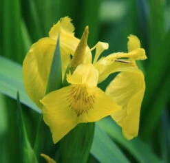 Wasserschwertlilie Oder Sumpfiris / Iris Pseudacorus Im 9x9 Cm Topf 7 Wasserschwertlilie Oder Sumpfiris / Iris Pseudacorus Im 9x9 Cm Topf -Pflanzen Serien Rabatt T20433ST 1 3