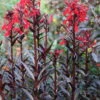 Rote Wasserlobelie / Lobelia Fulgens Queen Victoria Im 9x9 Cm Topf -Pflanzen Serien Rabatt T20451ST 1 2