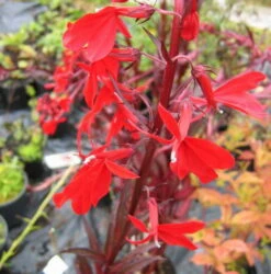 Rote Wasserlobelie / Lobelia Fulgens Queen Victoria Im 9x9 Cm Topf -Pflanzen Serien Rabatt T20451ST 1 4