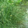 Korkenzieherbinse / Juncus Effusus Spiralis Im 9x9 Cm Topf -Pflanzen Serien Rabatt T20463ST 1 2