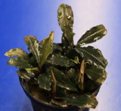 Mini Bucephalandra / Bucephalandra Sp. 'mini Catherinae' ***Top RARITÄT*** -Pflanzen Serien Rabatt T220998AN 1 2