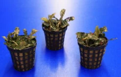 Mini Bucephalandra / Bucephalandra Sp. 'mini Catherinae' ***Top RARITÄT*** -Pflanzen Serien Rabatt T220998AN 1 4