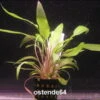 Gewellter Wasserkelch / Cryptocoryne Undulata -Pflanzen Serien Rabatt T223OK 1 1