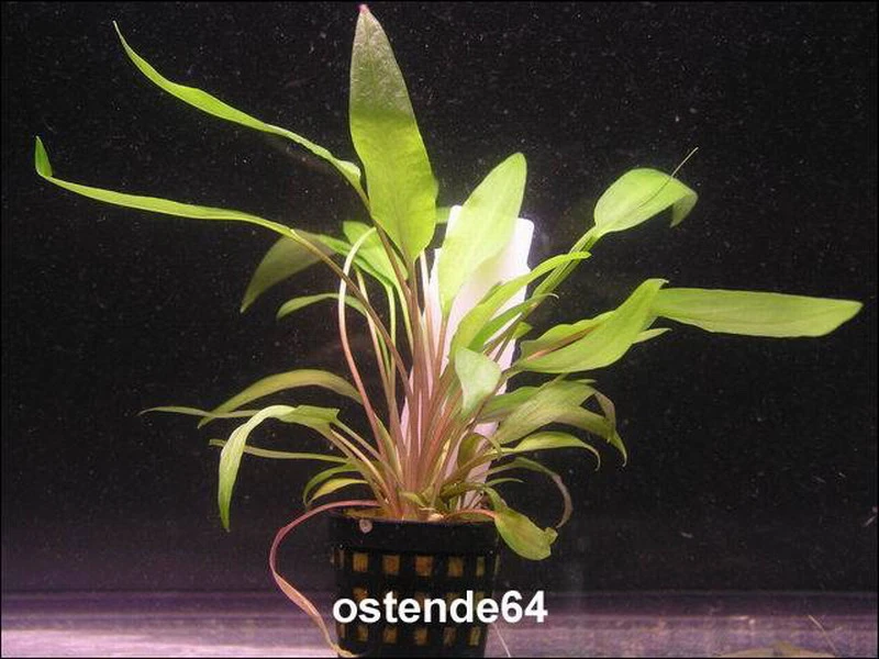 Gewellter Wasserkelch / Cryptocoryne Undulata 3 Gewellter Wasserkelch / Cryptocoryne Undulata