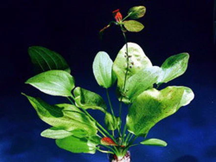 Dennerle Echinodorus Getüpfelter Harbich Dschungelstar Nr. 9 3 Dennerle Echinodorus Getüpfelter Harbich Dschungelstar Nr. 9