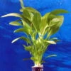 Dennerle Echinodorus Python - E03 - Dschungelstar Nr. 3 -Pflanzen Serien Rabatt T263DE 1 2