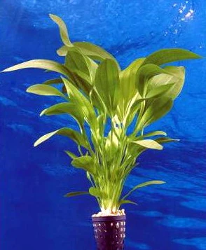 Dennerle Echinodorus Python - E03 - Dschungelstar Nr. 3 3 Dennerle Echinodorus Python - E03 - Dschungelstar Nr. 3