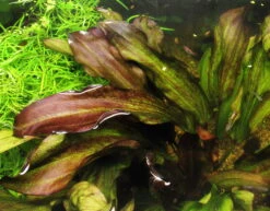 MUTTERPFLANZE DER WOCHE Echinodorus / Schwertpflanze -Pflanzen Serien Rabatt T301wf 1 2