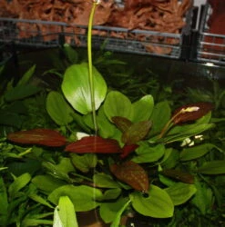 MUTTERPFLANZE DER WOCHE Echinodorus / Schwertpflanze -Pflanzen Serien Rabatt T301wf 1 3