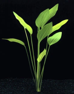 MUTTERPFLANZE DER WOCHE Echinodorus / Schwertpflanze -Pflanzen Serien Rabatt T301wf 1 4