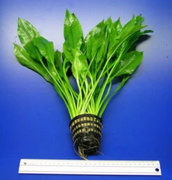 MUTTERPFLANZE DER WOCHE Echinodorus / Schwertpflanze -Pflanzen Serien Rabatt T301wf 1 5