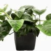 MUTTERPFLANZE DER WOCHE Anubias / Speerblatt 2 MUTTERPFLANZE DER WOCHE Anubias / Speerblatt -Pflanzen Serien Rabatt T302wf 1 3