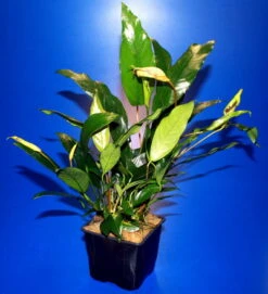 MUTTERPFLANZE DER WOCHE Anubias / Speerblatt 6 MUTTERPFLANZE DER WOCHE Anubias / Speerblatt -Pflanzen Serien Rabatt T302wf 1 4