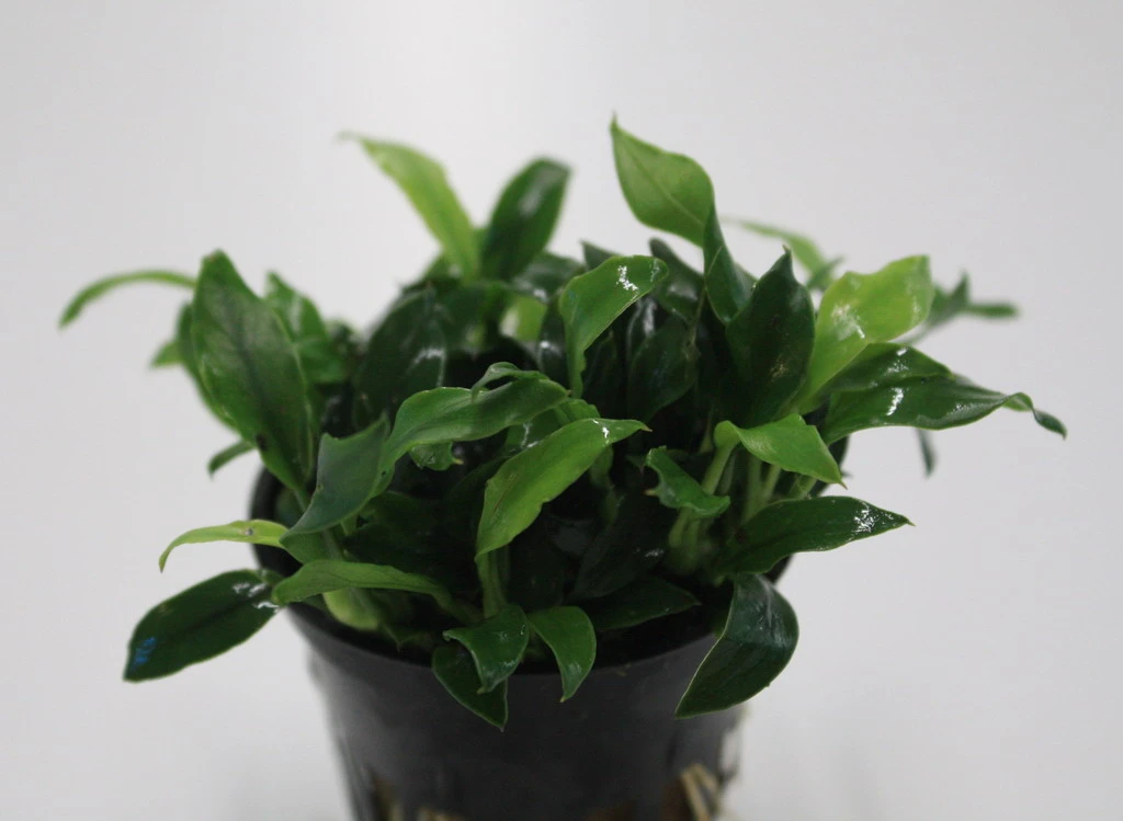 Pangolin-Speerblatt / Anubias Barteri Var. Nana 'Pangolino' RARITÄT 3 Pangolin-Speerblatt / Anubias Barteri Var. Nana 'Pangolino' RARITÄT