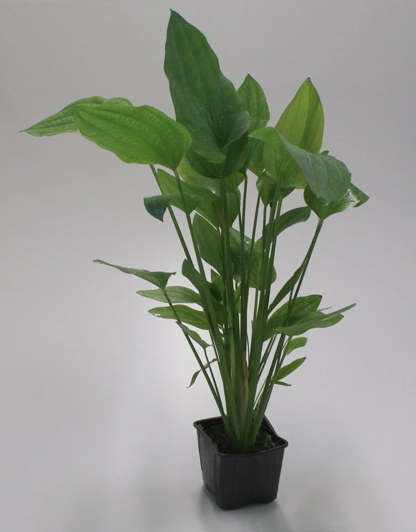 MUTTERPFLANZE Großer Froschlöffel / Echinodorus Cordifolius - Radicans 3 MUTTERPFLANZE Großer Froschlöffel / Echinodorus Cordifolius - Radicans