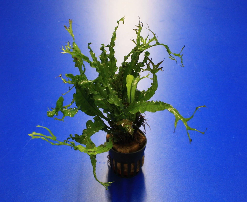 RARITÄT Microsorum Pteropus 'Twisted Leaf' 3 RARITÄT Microsorum Pteropus 'Twisted Leaf'