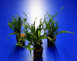 RARITÄT Microsorum Pteropus 'Twisted Leaf' 5 RARITÄT Microsorum Pteropus 'Twisted Leaf' -Pflanzen Serien Rabatt T307wf 1 2