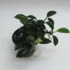 RARITÄT Kriechende Anubias / Anubias Nana 'paxing' -Pflanzen Serien Rabatt T312wf 1 1