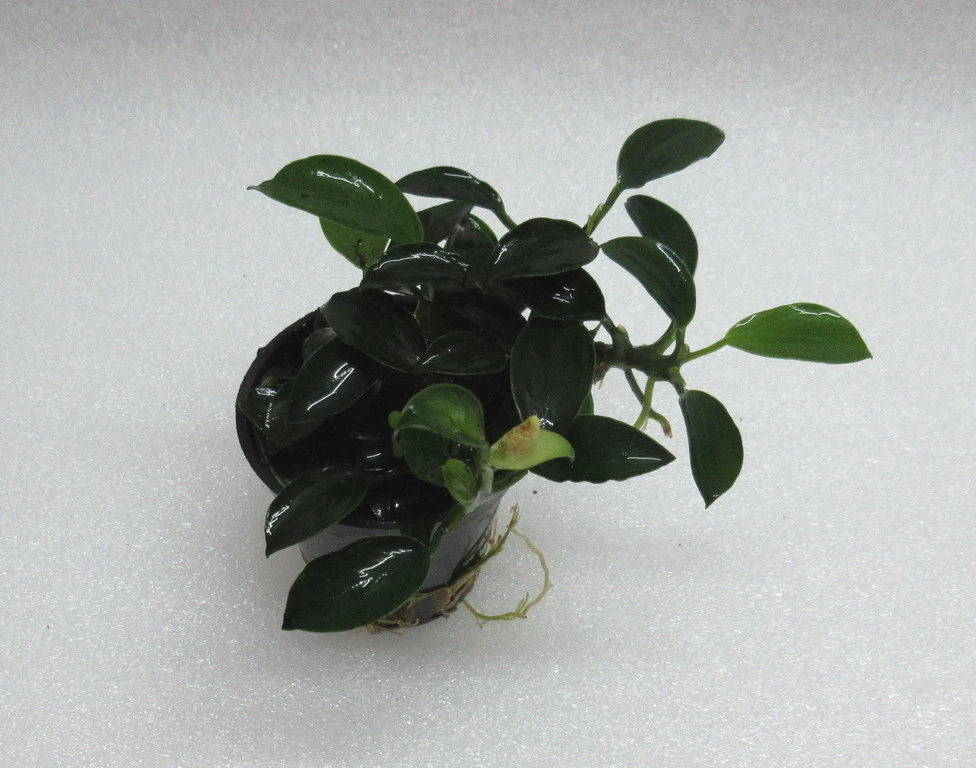 RARITÄT Kriechende Anubias / Anubias Nana 'paxing' 3 RARITÄT Kriechende Anubias / Anubias Nana 'paxing'