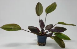 Kirschrote Schwertpflanze / Echinodorus Aflame -Pflanzen Serien Rabatt T313wf 1 4