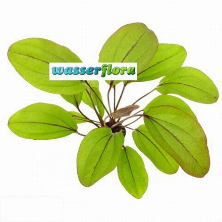 Auge Des Teufels / Echinodorus Devils Eye 3 Auge Des Teufels / Echinodorus Devils Eye