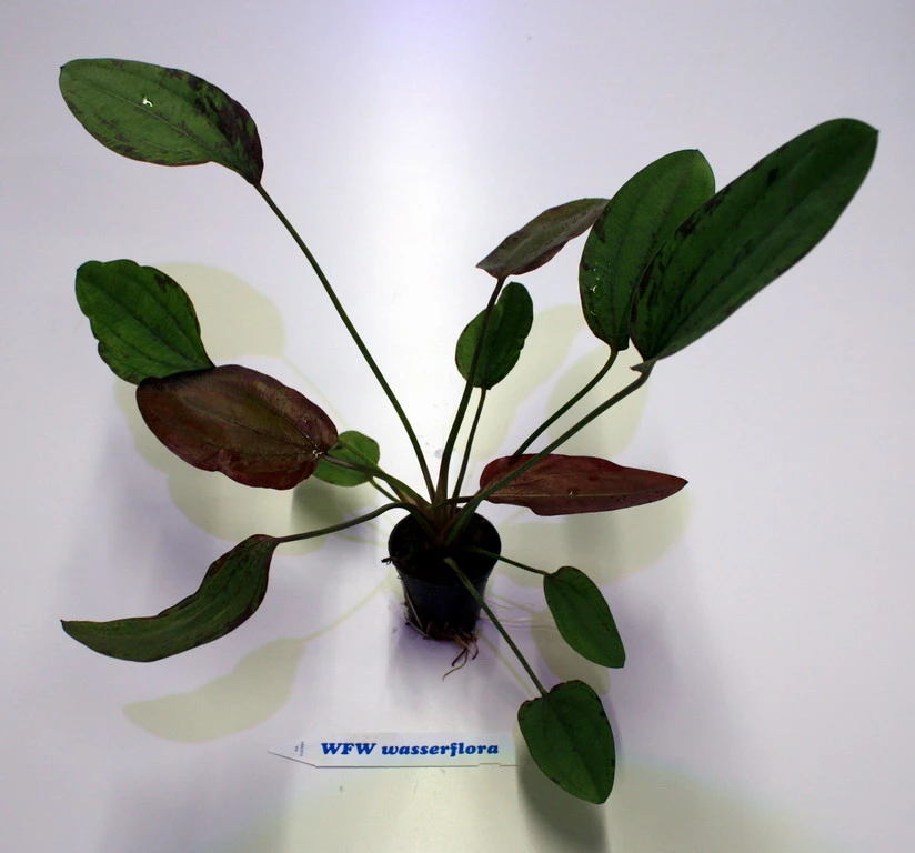 Indianer Schwertpflanze / Echinodorus 'Indian Red' 3 Indianer Schwertpflanze / Echinodorus 'Indian Red'