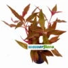 Rotes, Kleines Papageienblatt / Alternanthera Reineckii "cardinalis" 1 Rotes, Kleines Papageienblatt / Alternanthera Reineckii "cardinalis" -Pflanzen Serien Rabatt T322wf 1