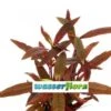 Sitzendes Papageienblatt / Alternanthera Reineckii "sessilis" -Pflanzen Serien Rabatt T323wf 1