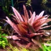 *** Top-Rarität *** Flamingo Wasserkelch / Cryptocoryne Spec. 'Flamingo' -Pflanzen Serien Rabatt T330wf 1