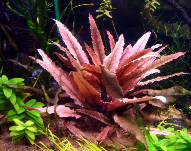 *** Top-Rarität *** Flamingo Wasserkelch / Cryptocoryne Spec. 'Flamingo' 3 *** Top-Rarität *** Flamingo Wasserkelch / Cryptocoryne Spec. 'Flamingo'