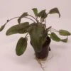 Roter Gewellter Wasserkelch / Cryptocoryne Undulatus 'Red' -Pflanzen Serien Rabatt T333wf 1 1