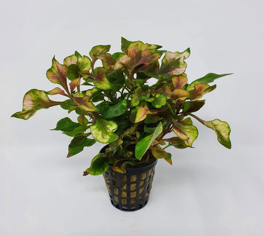 Buntblättriges Papageienblatt / Alternanthera Bettzickiana Var. Versicolor 3 Buntblättriges Papageienblatt / Alternanthera Bettzickiana Var. Versicolor