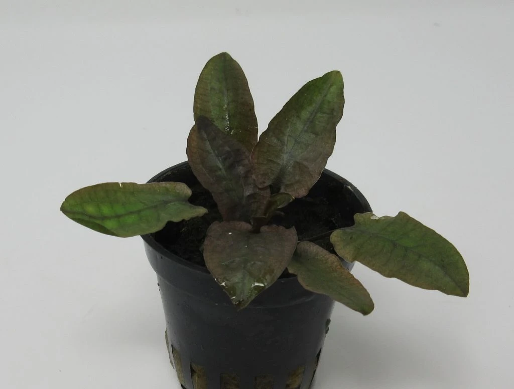 Rosa Petchs Wasserkelch / Cryptocoryne ''petchii Pink''