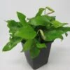 MUTTERPFLANZE Goldenes Zwergspeerblatt / Anubias Nana GOLD-BLATT