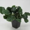 MUTTERPFLANZE Rundblättrige Anubias / Anubias Barteri Coin Leaf !!! -Pflanzen Serien Rabatt T338wf 1 1