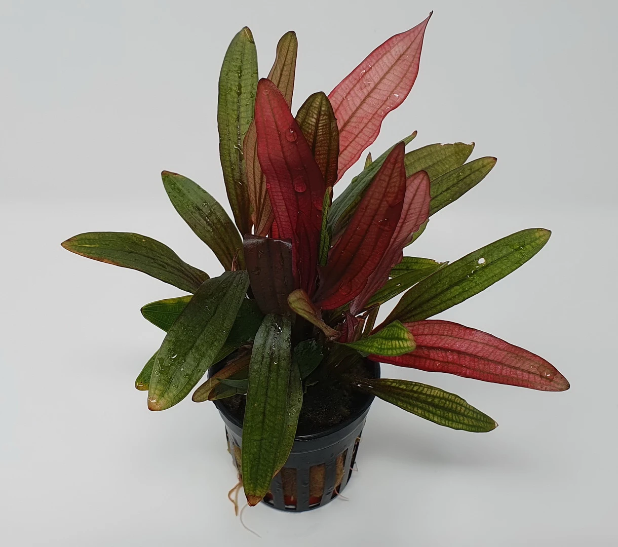 Rote Miracle Schwertpflanze / Echinodorus Miracle - Seltener Neuling 3 Rote Miracle Schwertpflanze / Echinodorus Miracle - Seltener Neuling