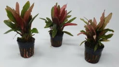 Rote Miracle Schwertpflanze / Echinodorus Miracle - Seltener Neuling 6 Rote Miracle Schwertpflanze / Echinodorus Miracle - Seltener Neuling -Pflanzen Serien Rabatt T3404Km 1 4