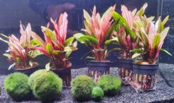 Rote Miracle Schwertpflanze / Echinodorus Miracle - Seltener Neuling 7 Rote Miracle Schwertpflanze / Echinodorus Miracle - Seltener Neuling -Pflanzen Serien Rabatt T3404Km 1 6