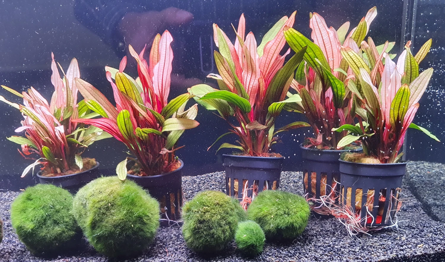 Rote Miracle Schwertpflanze / Echinodorus Miracle - Seltener Neuling 5 Rote Miracle Schwertpflanze / Echinodorus Miracle - Seltener Neuling – Bild 3