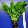 MUTTERPFLANZE Schmalblättrige Amazonas Schwertpflanze / Echinodorus Amazonicus -Pflanzen Serien Rabatt T400OK 1 1