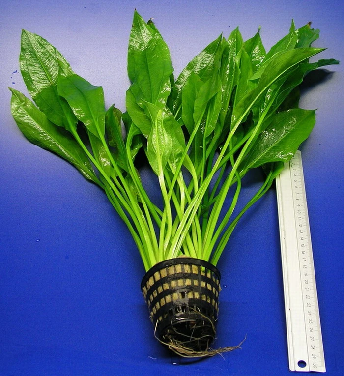 MUTTERPFLANZE Schmalblättrige Amazonas Schwertpflanze / Echinodorus Amazonicus 3 MUTTERPFLANZE Schmalblättrige Amazonas Schwertpflanze / Echinodorus Amazonicus