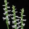 Grasartige Wasserorchidee - Sumpforchidee / Spiranthes Odorata (cernua) Im Topf -Pflanzen Serien Rabatt T4050SG 1 1
