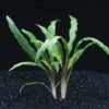 Weisslicher Wasserkelch / Cryptocoryne Costata Albida Rot *TOP-RARITÄT*