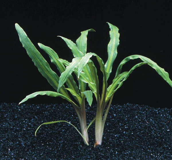 Weisslicher Wasserkelch / Cryptocoryne Costata Albida Rot *TOP-RARITÄT*