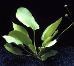 Schlüters Schwertpflanze / Echinodorus Schlueteri -Pflanzen Serien Rabatt T425OK 1 2