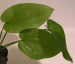 Schlüters Schwertpflanze / Echinodorus Schlueteri -Pflanzen Serien Rabatt T425OK 1 3